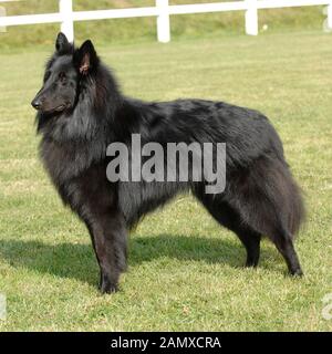 Belgischer Schäferhund Stockfoto