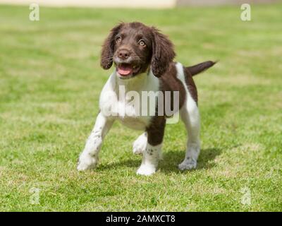 Englisch Springer Spaniel Welpen Stockfoto