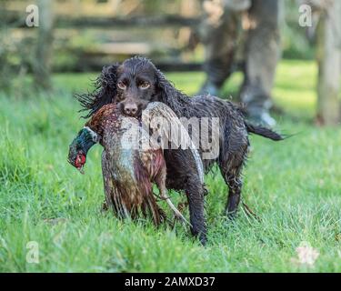 Cocker Spaniel Durchführung schuss Fasan Stockfoto