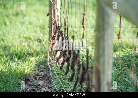 Schafe Wolle auf draht zaun Stockfoto