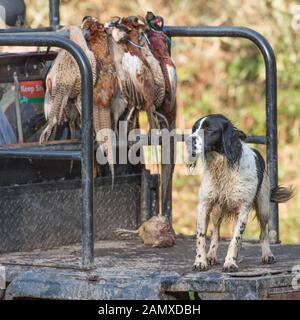 Springer Spaniel mit Schuß Fasane auf Spiel Warenkorb Stockfoto