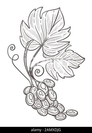 Traubenhaufen mit Blättern isoliert Skizze, Beeren Cluster Stock Vektor