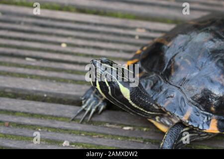 Europäische Sumpfschildkröte die Europäische Sumpfschildkröte, Halifax, England Stockfoto