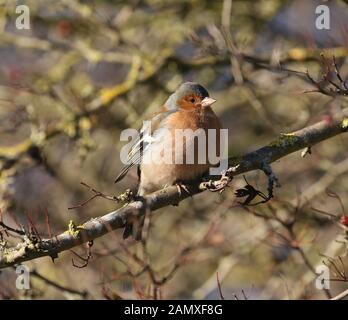 Buchfink (Fringilla coelebs) Naturschutzgebiet Attenborough, Nottinghamshire, Großbritannien Stockfoto