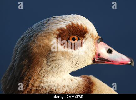 Kopf schoss einer Nilgans (Alopochen Aegyptiaca), Naturschutzgebiet Attenborough, Nottinghamshire, Großbritannien. Stockfoto