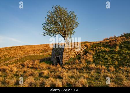 Ein Baum und eine Hütte aus Stein auf einer Wiese in der Nähe von Keld, North Yorkshire, England, Großbritannien Stockfoto