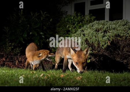 Nahansicht der wilden hungrigen britischen Rotfüchsen (Vulpes vulpes), die im Dunkeln isoliert sind und nachts im britischen Garten nach Essen forsten, angezündet von Spotlight. Stockfoto