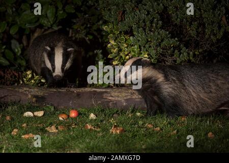 Nahaufnahme der wilden hungrigen britischen Dachse (Meles meles), die im Dunkeln isoliert sind und nachts im britischen Garten nach Essen und Fütterung suchen, angezündet von Spotlight Stockfoto