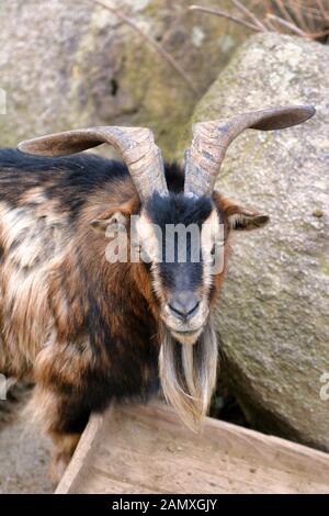 Braune und schwarze männliche amerikanische Pygmy-achondroplastische Ziege, auch "Capra aegagrus hircus" genannt Stockfoto