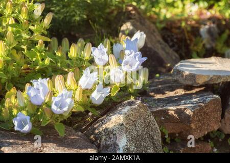 Campanula Blumen. Fragment der Garten, weiße Glockenblume verbreitet sich über Steine entlang Pfad Stockfoto