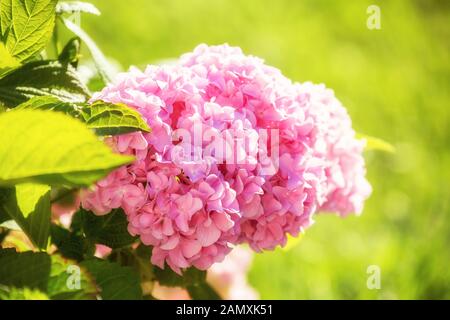 Große pink hydrangea Hortensie Blume im Garten von der Sonne beleuchtet. Schönen natürlichen Hintergrund Stockfoto