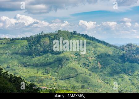 Schöner Blick auf die Teeplantage und die Berglandschaft in der Nähe von Munnar in Kerala, Südindien am sonnigen Tag Stockfoto