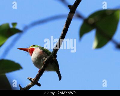 Kubanischer Tody (Todus multicolor) Stockfoto