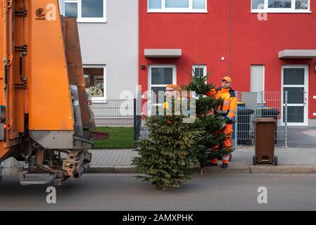 Magdeburg, Deutschland. Januar 2020. Robert Küffen (26) und Ronny Scheer (36) - von links nach rechts -, Mitarbeiter des Fallwirtschaftsbetriebs Magdeburg, tragen Weihnachtsbäume zu ihrem Entsorgungsfahrzeug. In der Landeshauptstadt werden Weihnachtsbäume nach dem fest kostenlos mit dem Bio-Abfallbehälter entsorgt. Voraussetzung: Die Anwohner müssen die Bäume direkt neben dem Bioabfallbehälter parken und dürfen laut Entsorgungsfirma nicht größer als zwei Meter sein. Credit: Dpa Picture Alliance / Alamy Live News Stockfoto