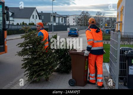 Magdeburg, Deutschland. Januar 2020. Robert Küffen (26) und Ronny Scheer (36) - von links nach rechts -, Mitarbeiter des Abfallwirtschaftsbetriebs Magdeburg, ziehen einen Biobachkorb und zwei Weihnachtsbäume zu ihrem Entsorgungsfahrzeug. In der Landeshauptstadt werden Weihnachtsbäume nach dem fest kostenlos mit dem Bio-Abfallbehälter entsorgt. Voraussetzung: Die Anwohner müssen die Bäume direkt neben den Biolabfallbehälter stellen und dürfen laut Entsorgungsfirma nicht größer als zwei Meter sein. Credit: Dpa Picture Alliance / Alamy Live News Stockfoto