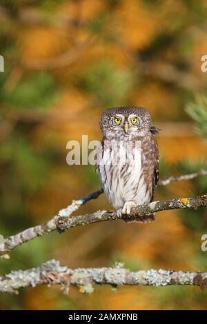 Sperlingskauz (Glaucidium passerinum) im Herbst, borealen Wäldern. Europa Stockfoto