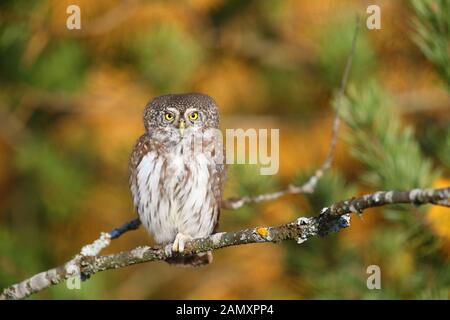 Sperlingskauz (Glaucidium passerinum) im Herbst, borealen Wäldern. Europa Stockfoto