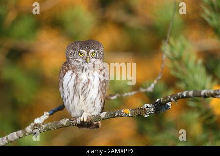 Sperlingskauz (Glaucidium passerinum) im Herbst, borealen Wäldern. Europa Stockfoto