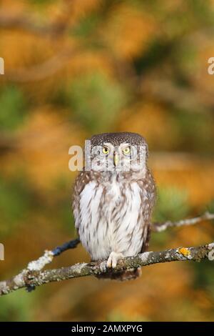 Sperlingskauz (Glaucidium passerinum) im Herbst, borealen Wäldern. Europa Stockfoto