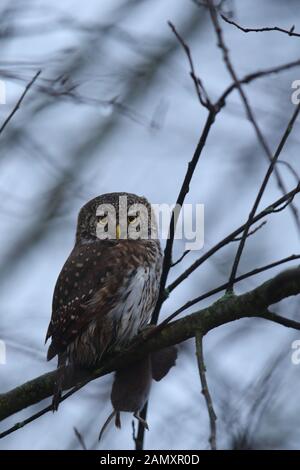Sperlingskauz (Glaucidium passerinum), Europa Stockfoto