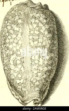 L'histoire naturelle éclaircie dans deux de ses parties principales, la lithologie et la conchyliologie : dont l'une traite des pierres et l'autre des coquillages : ouvrage dans lequel on trouve une méthode & une notice critique des principaux auteurs quel ont sur maéres: Enrichi de figures dessinées d'après nature. "KA. Stockfoto