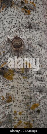 Sperlingskauz (Glaucidium passerinum) peeking aus dem Nest in Aspen Tree. Europa Stockfoto