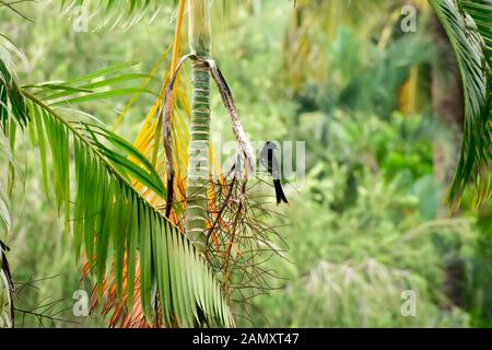 Schwarz drongo (Dicrurus macrocercus Dicruridae), einem asiatischen Säugetierart mit schwarz glänzenden Gefieder Schnabel und Gabel Schwanz auf Ast Wald barsch Sitzen Stockfoto