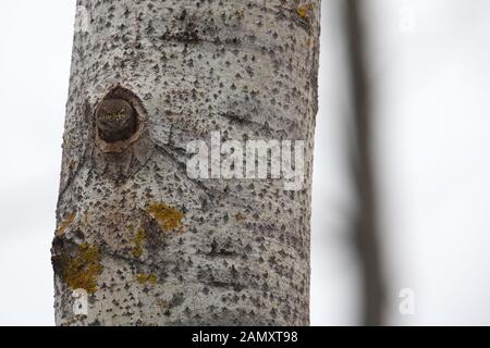Sperlingskauz (Glaucidium passerinum) peeking aus dem Nest in Aspen Tree. Europa Stockfoto