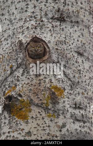 Sperlingskauz (Glaucidium passerinum) peeking aus dem Nest in Aspen Tree. Europa Stockfoto