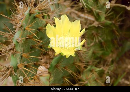 Closeup Detail des Gelben kaktusblüte der indischen Barbary Abb. Feigenkaktus Thorn, stacheligen Kakteen sukkulente Pflanze, (Opuntia ficus-indica) Common name -------- Stockfoto