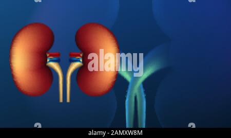 Realist Human Niere Querschnitt auf wissenschaftlichem Hintergrund. Vektordarstellung Stock Vektor