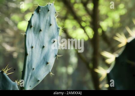 Riesige Blätter der indischen Barbary Abb. Pflanze Feigenkakteen (Opuntia ficus-indica) Gemeinsame Lokale name Fanimanasa, Chatu Nagphana, manasa in sunligh Stockfoto