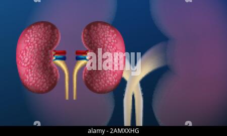 Nierenerkrankung, Pflege der menschlichen Anatomie. Nierenkrebs. Realistische Vektordarstellung isoliert auf blauem Hintergrund Stock Vektor