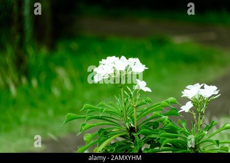 Milch weiß Tagar Blume Pflanze. Tabernaemontana Maculata. Seltene kleine Crepe Jasmin Pinwheel Blume. Immergrüne strauch Zimmerpflanze des ost-indischen Rosemar Stockfoto