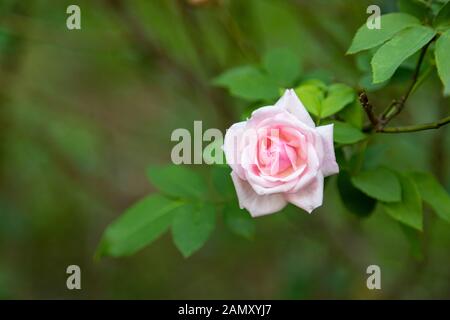 Coral Rose Blume in Rosen Garten. Ansicht von oben. Soft Focus. Stockfoto