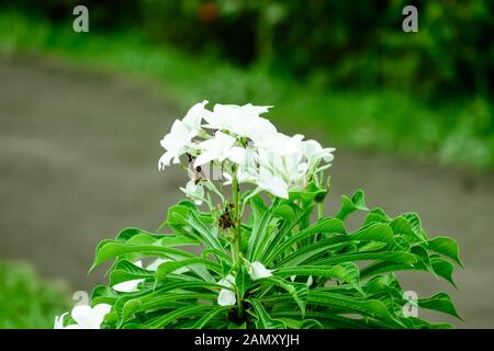 Milch weiß Tagar Blume Pflanze. Tabernaemontana Maculata. Seltene kleine Crepe Jasmin Pinwheel Blume. Immergrüne strauch Zimmerpflanze des ost-indischen Rosemar Stockfoto