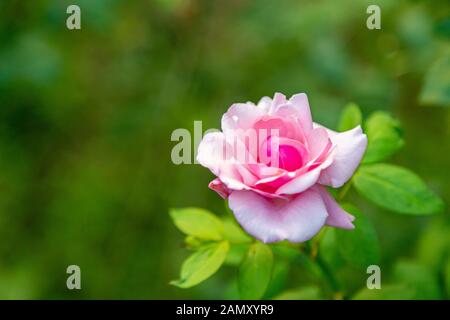 Coral Rose Blume in Rosen Garten. Ansicht von oben. Soft Focus. Stockfoto