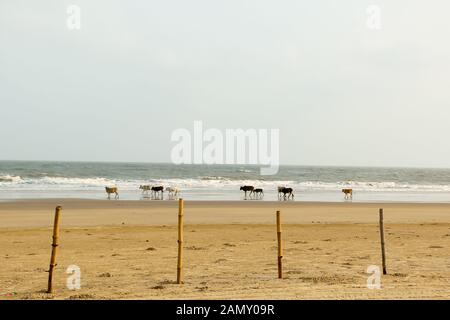 Heilige Kühe grasen in Gruppen Tage sich in warmen Sand auf Goa Meer Strand. Indischer Ozean im Hintergrund. Heimische Tiere in freier Wildbahn n Stockfoto