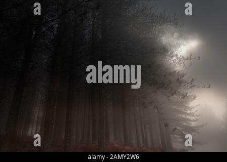 Mond über einen nebligen Wald am Abend Stockfoto