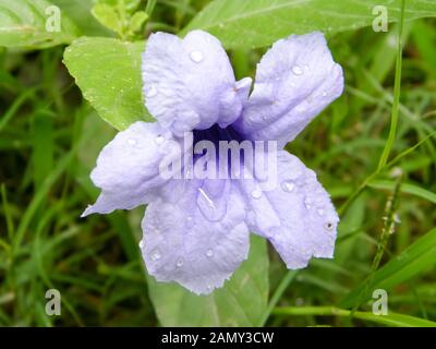 Schönen regen Tropfen Wasser Blase auf stechapfel Blüte (Devil's Trompeten - Abendlicher blühende Pflanzen). Close Up. Violette Blume. Makro. Schönheit in der Natur Stockfoto