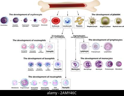 Blutkörperchen Erythrozyten Entwicklung, rote Blutkörperchen, Leukozyten, der eosinophilen Granulozyten, Lymphozyten, neutrophilen Granulozyten, basophile Granulozyten, Monozyten und Thrombozyten Bildung Stock Vektor