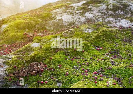 Kleiner Krabbenappel auf grünem Moos am sonnigen Tag, im späten Herbst, im Hintergrund Stockfoto