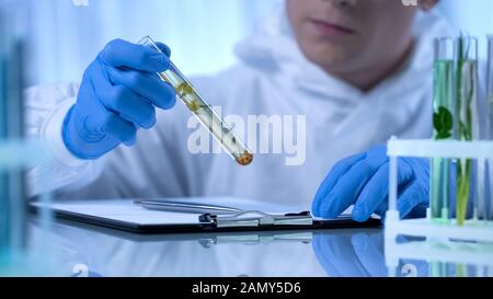 Der Biologe vergleicht Daten über Qualität und Wachstum der pflanzlichen, wissenschaftlichen Forschung Stockfoto