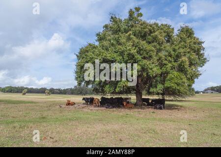 Rinder mit einem Schatten Baum in Florida, USA Stockfoto