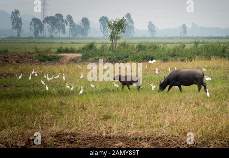 Wasserbüffel, Kalb, white heron Vögel Grab in Bauernhof Feld Ninh Binh, Vietnam an einem trüben Tag. Stockfoto