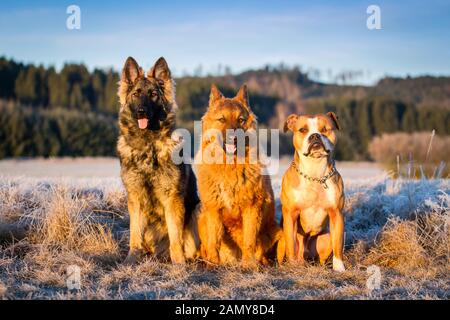 Drei Hundefreunde sitzen an einem sonnigen Morgen auf einer Wiese Stockfoto