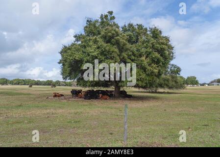 Rinder mit einem Schatten Baum in Florida, USA Stockfoto