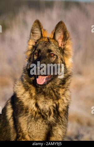 Porträt eines jungen langhaarigen Schäferhundes (Elsässischer Hund) Stockfoto