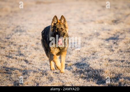 Junge langhaarige Schäferhund (Elsässischer Hund) traben über die Wiese an einem sonnigen kalten Wintertag Stockfoto