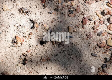 Krabben, die aus ihren Häusern auf einem Schlamm Sand Beach in Krabi, Thailand. Stockfoto